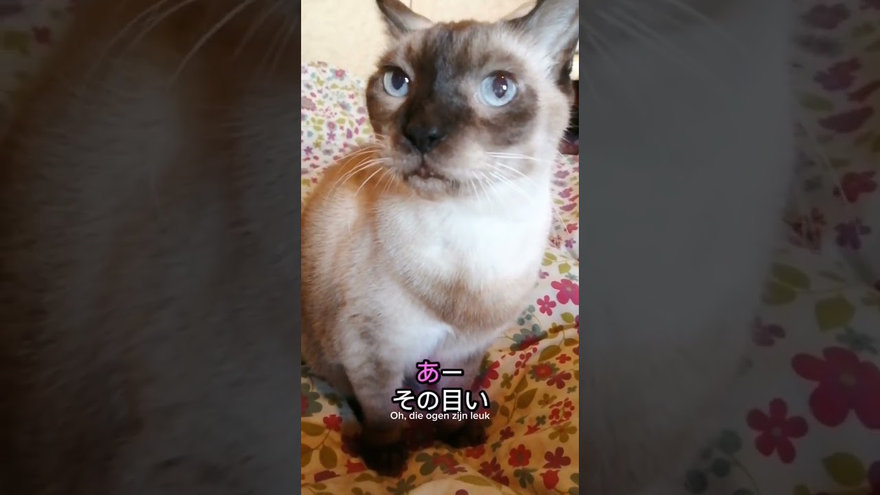 シャム猫#shorts #cat #猫#シャムミックス