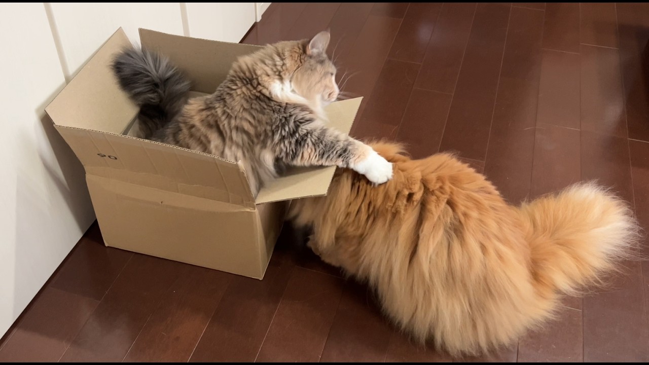 ダンボール箱を置いておいたら猫たちが勝手に遊び始めました