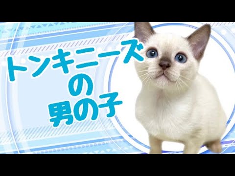 トンキニーズの子猫　（平野瓜破）