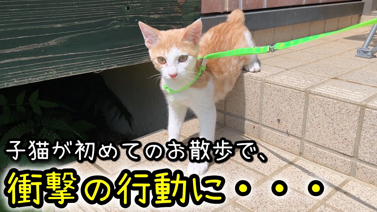 やっぱりこの子はおかしい・・・子猫と初めてのお散歩した結果が衝撃的でした笑