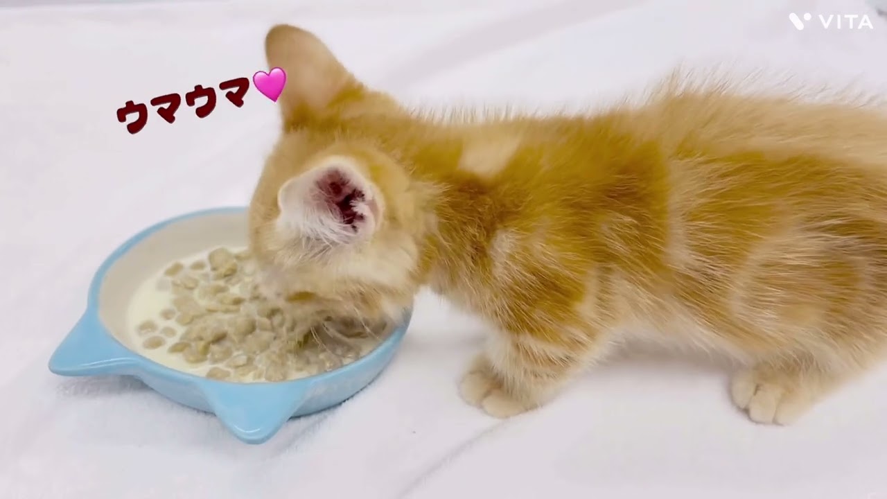 【マンチカン】マンチちゃんのご飯time