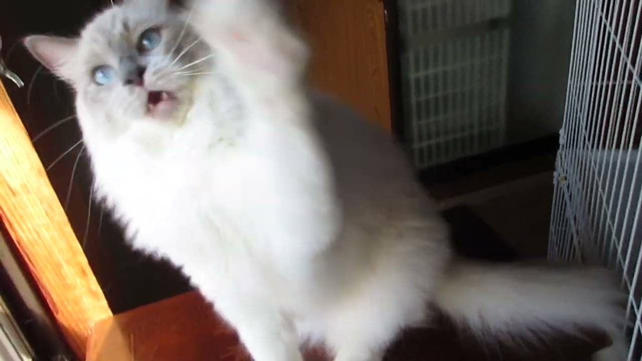 ラグドール ☆美しい青い瞳☆ブルーポイントミテッド☆去勢手術完了