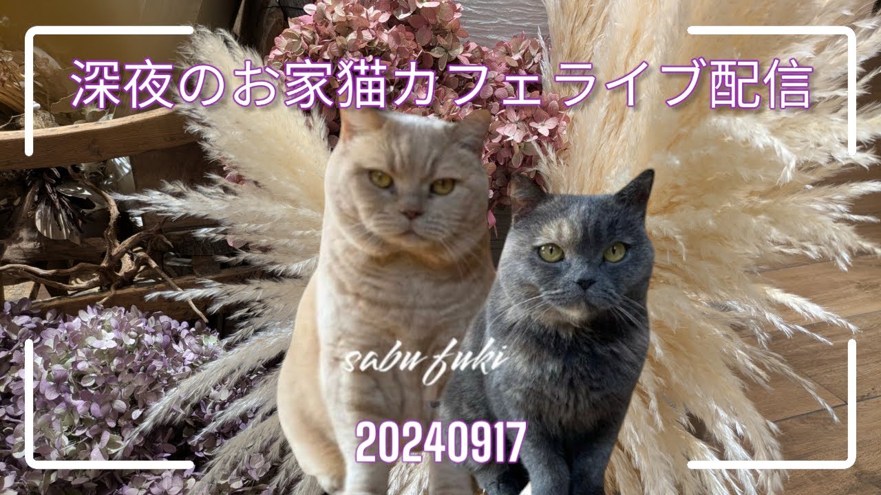 深夜のお家猫カフェライブ配信　１８１