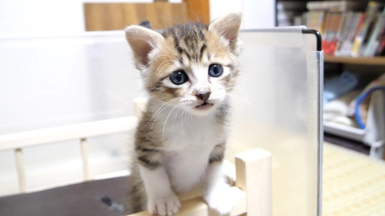 子猫が高い所から降りれなくなって途方にくれていました【赤ちゃん猫　保護猫】