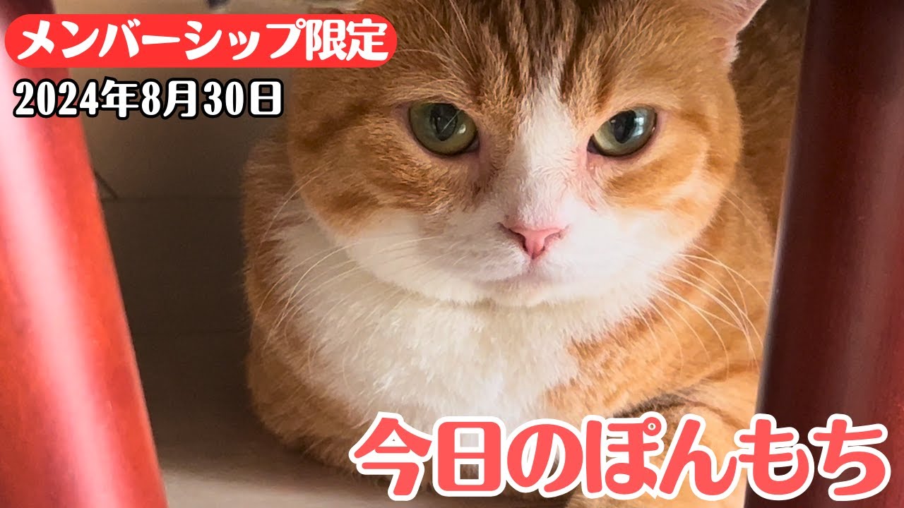 【特別公開】この動画は8月30日にメンバー限定で公開した動画です！