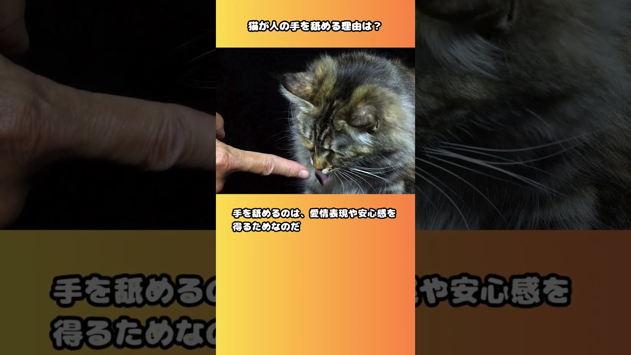 猫の雑学3選！猫が人の手を噛む理由は？