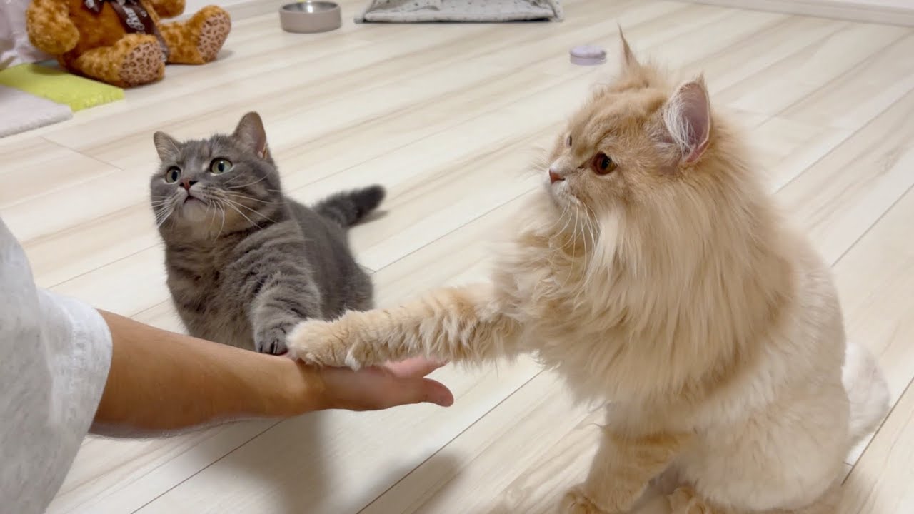 久しぶりにちゅ〜るを買ってきてあげたら猫たちがこうなりました