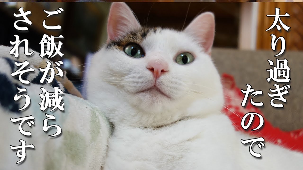 値上げが厳しくて…猫のご飯も節約します