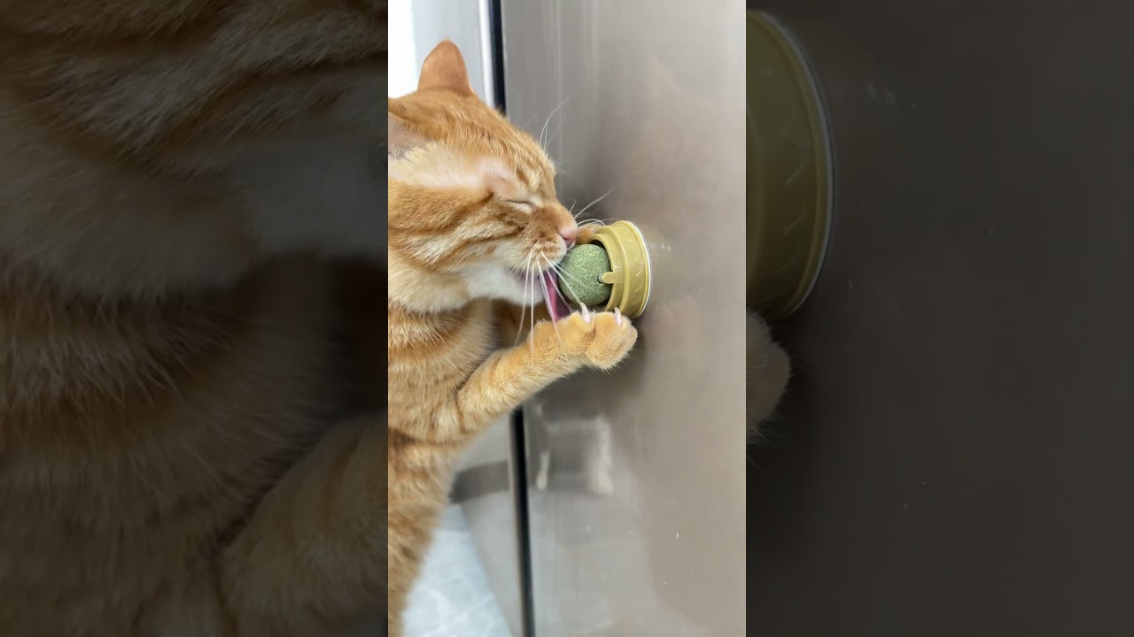 Khám phá món đồ chơi làm mèo của bạn mê mẩn cả ngày! #notapetvn #fyp #pet #cat #dog #cute
