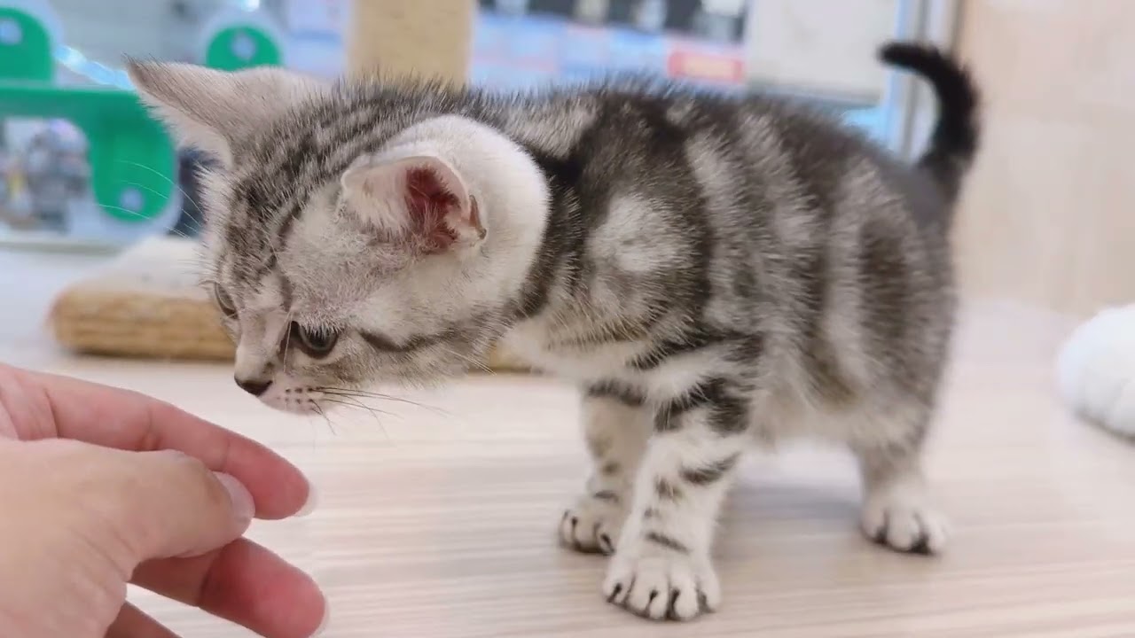 【2024.9.17撮影公開】アメリカンショートヘア 子猫 男の子！　握手！？超懐っこい性格のアメショくんが登場！！