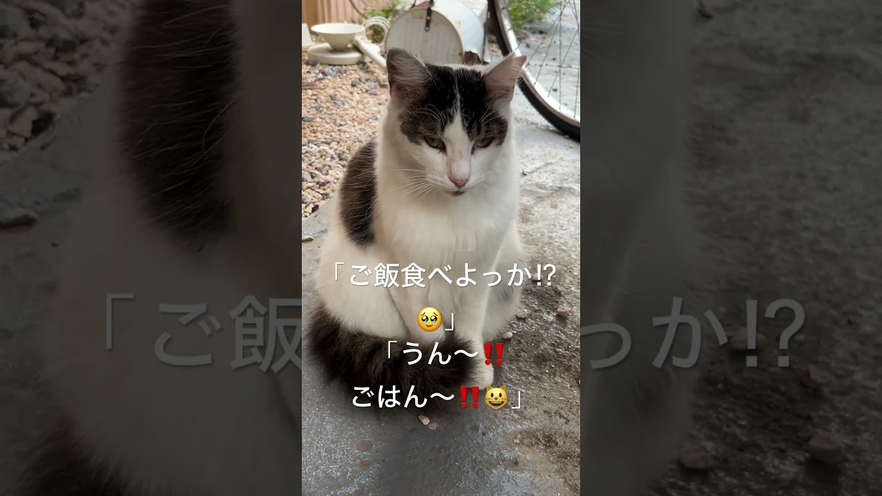 ごはんって言う野良猫警備員🐱🚓葵ちゃん🍙