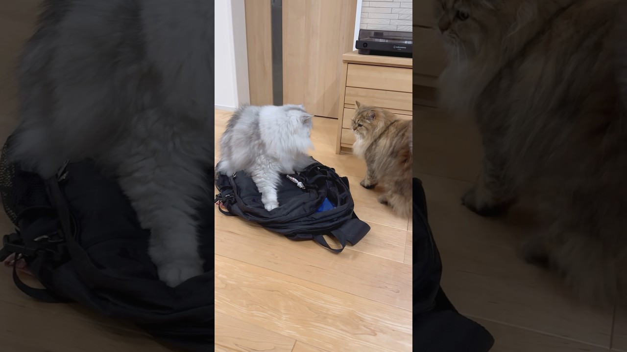 譲らない猫 【サイベリアン】 #Shorts