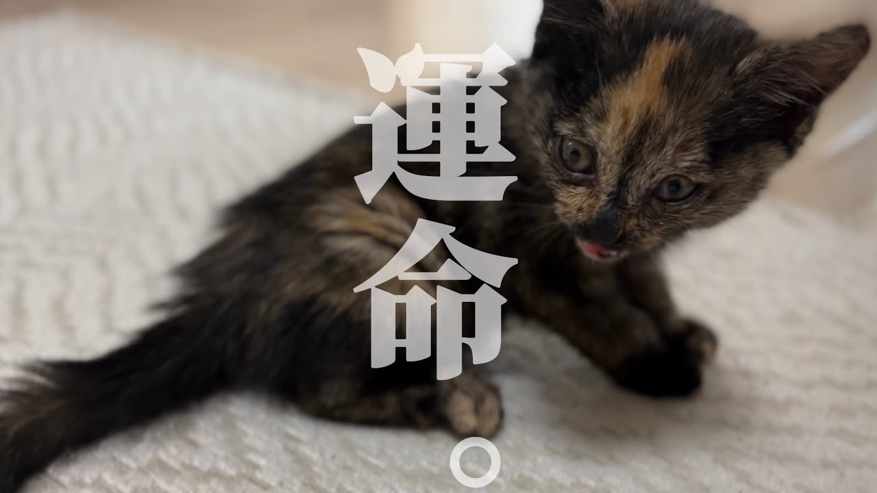 この子を救いたい。事故でボロボロの子猫が歩んだ運命の１０日間【迷い猫】