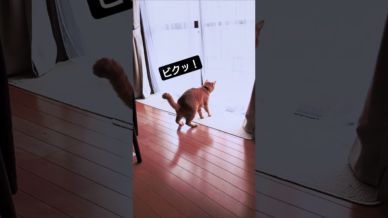 ビックン！ビックン！！#cat #茶トラ猫 #元野良猫 #保護猫 #シャム猫 #俺っちのちくわ