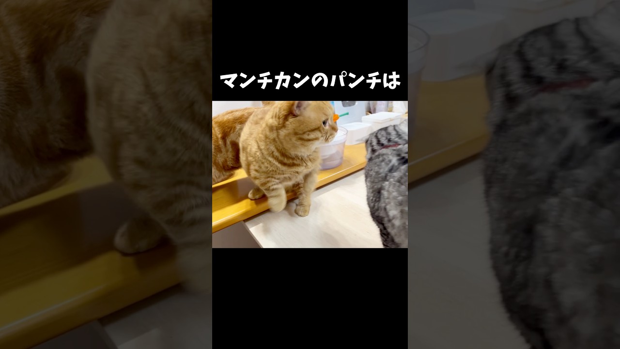マンチカンのパンチは... #猫 #マンチカン #shorts