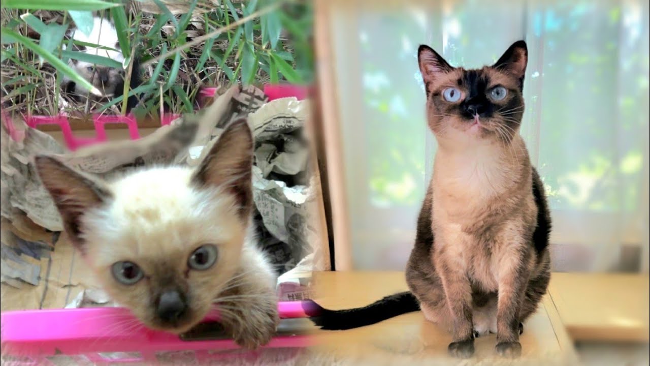 元野良シャム子猫シャムエ🐈７歳の誕生祝い📼