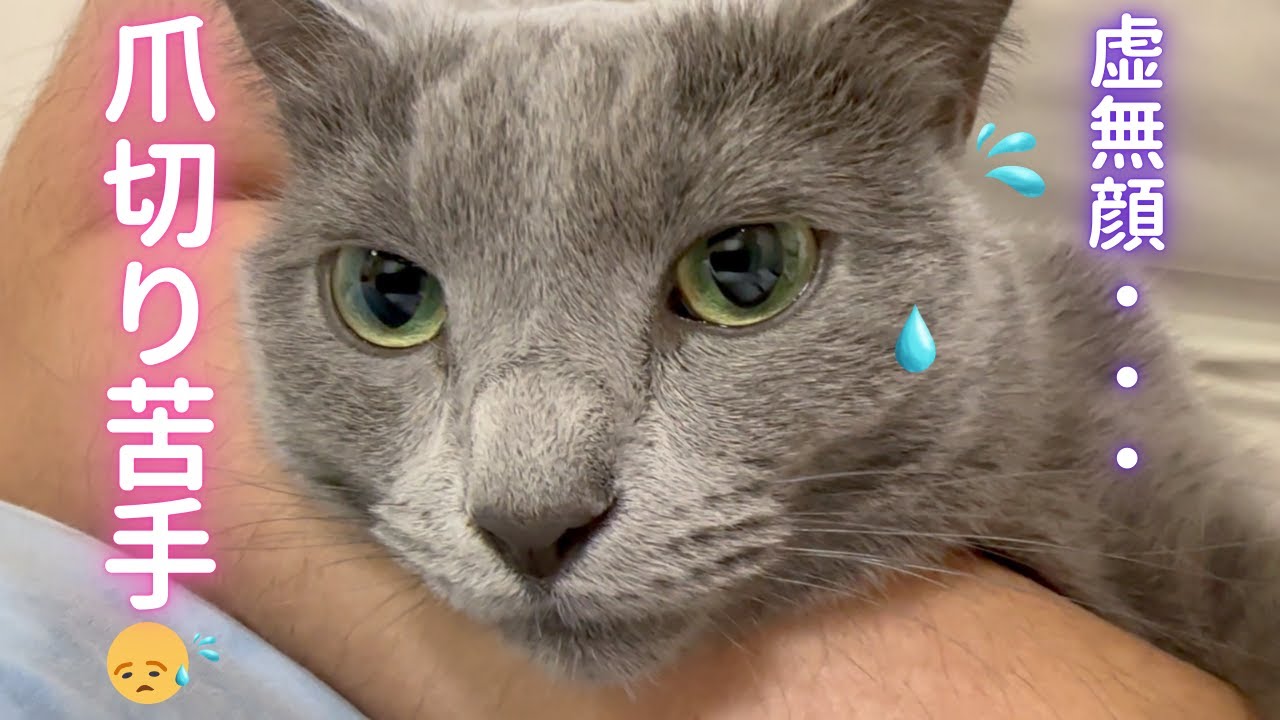 【猫ロシアンブルー】絶対に爪を切られたく無いそらVS絶対に爪を切りたいパパ