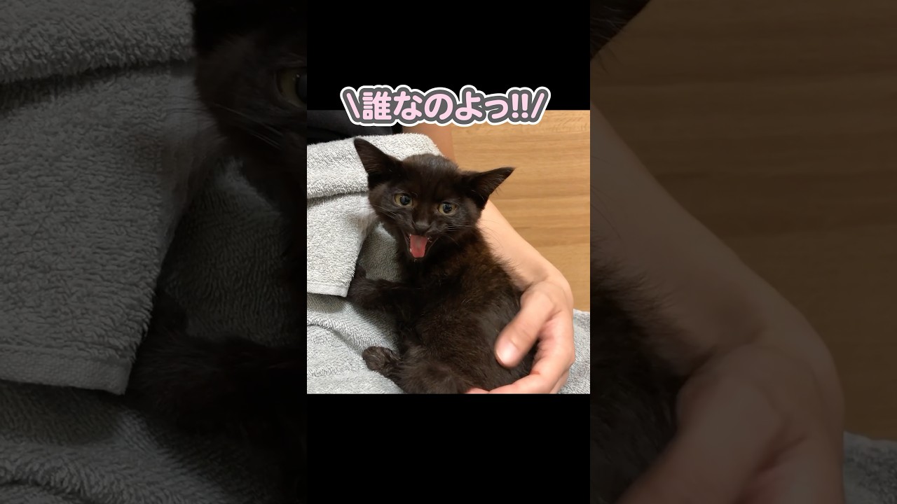 ガリガリだった子猫を保護し、4年間愛情を注いだ結果…