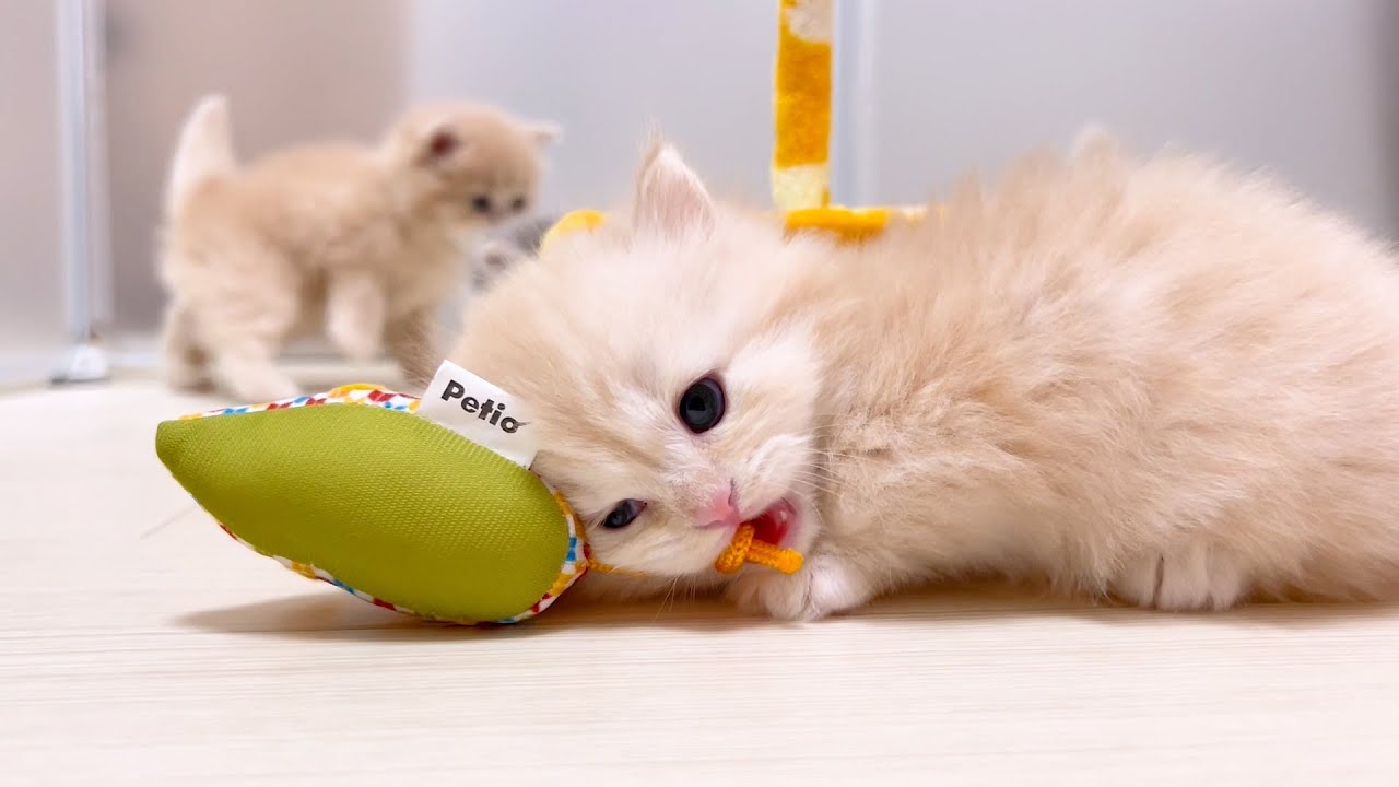 【マンチカンの子猫】遊び好きな子猫が可愛い件 ～猫のいる生活Vol.1017～出産動画 マンチカン短足・ミヌエット・ペルシャ猫専門ブリーダー『ペット蔵人』【子猫の成長記録】