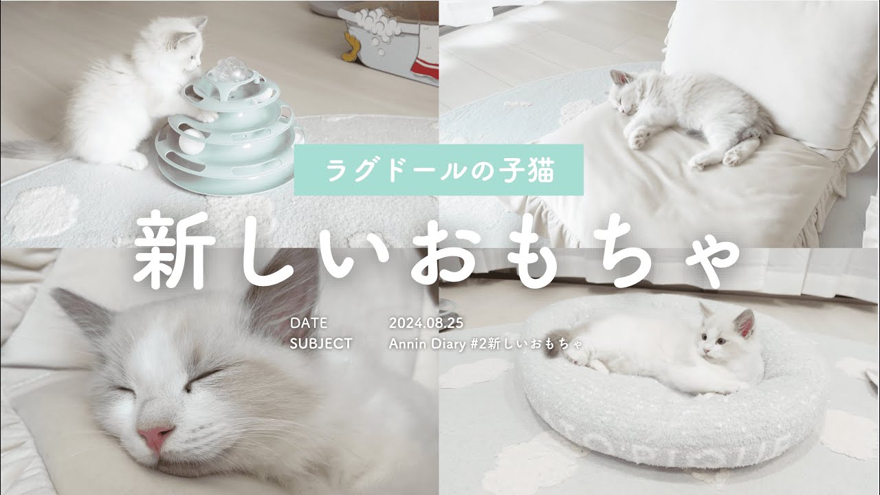 生後2ヶ月のラグドールの子猫に新しいおもちゃを与えてみると？☁️丨お気に入りの場所発見🍒丨ブルーポイントバイカラー🫧【#2 新しいおもちゃ】