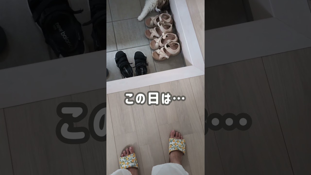 靴に擬態する猫【ノルウェージャンフォレストキャット】＃Shorts