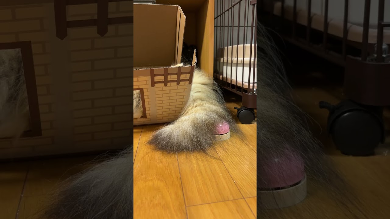 マグロさんチンベルをマスター?【猫・サイベリアン】 #shorts #サイベリアン #猫  #チンベル