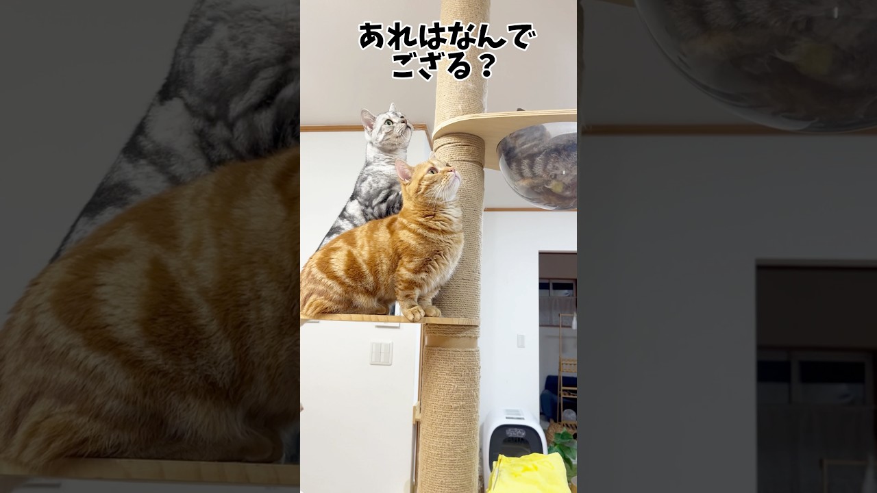 結局、何がいたかはわからないままでした #猫 #shorts