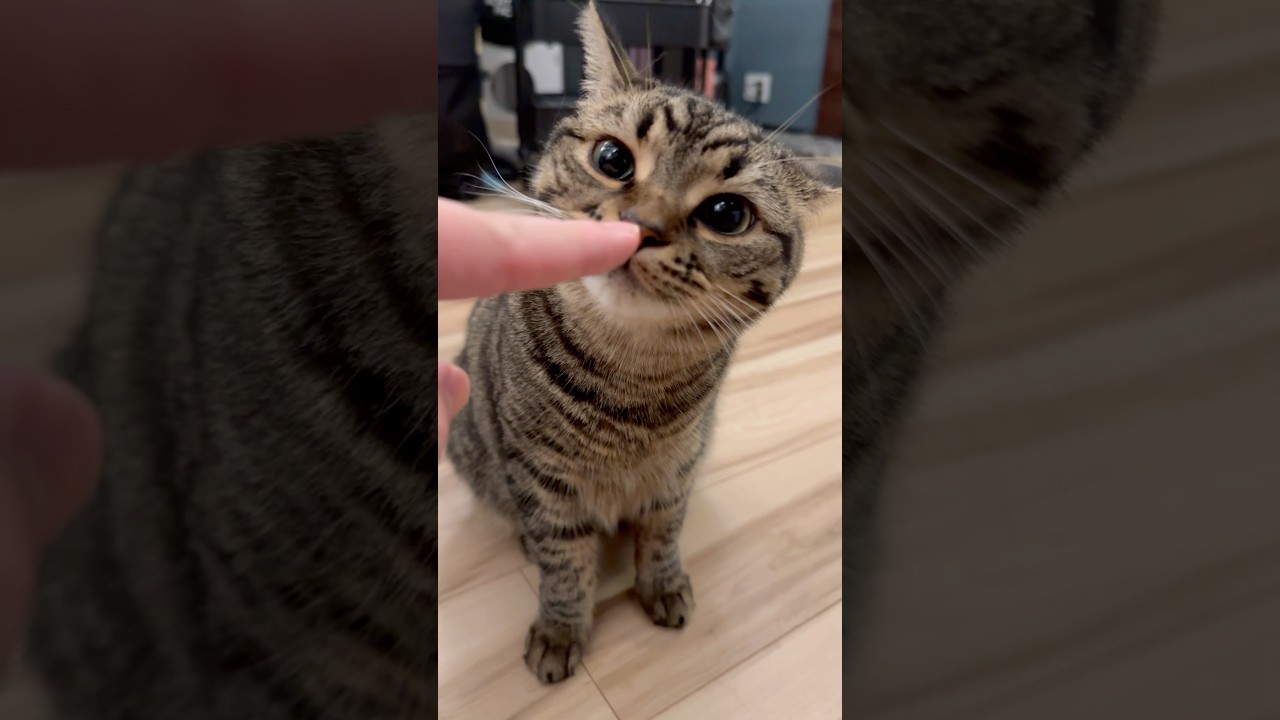 【猫動画】愛猫たちの為に最速で帰宅するパパwww #shorts