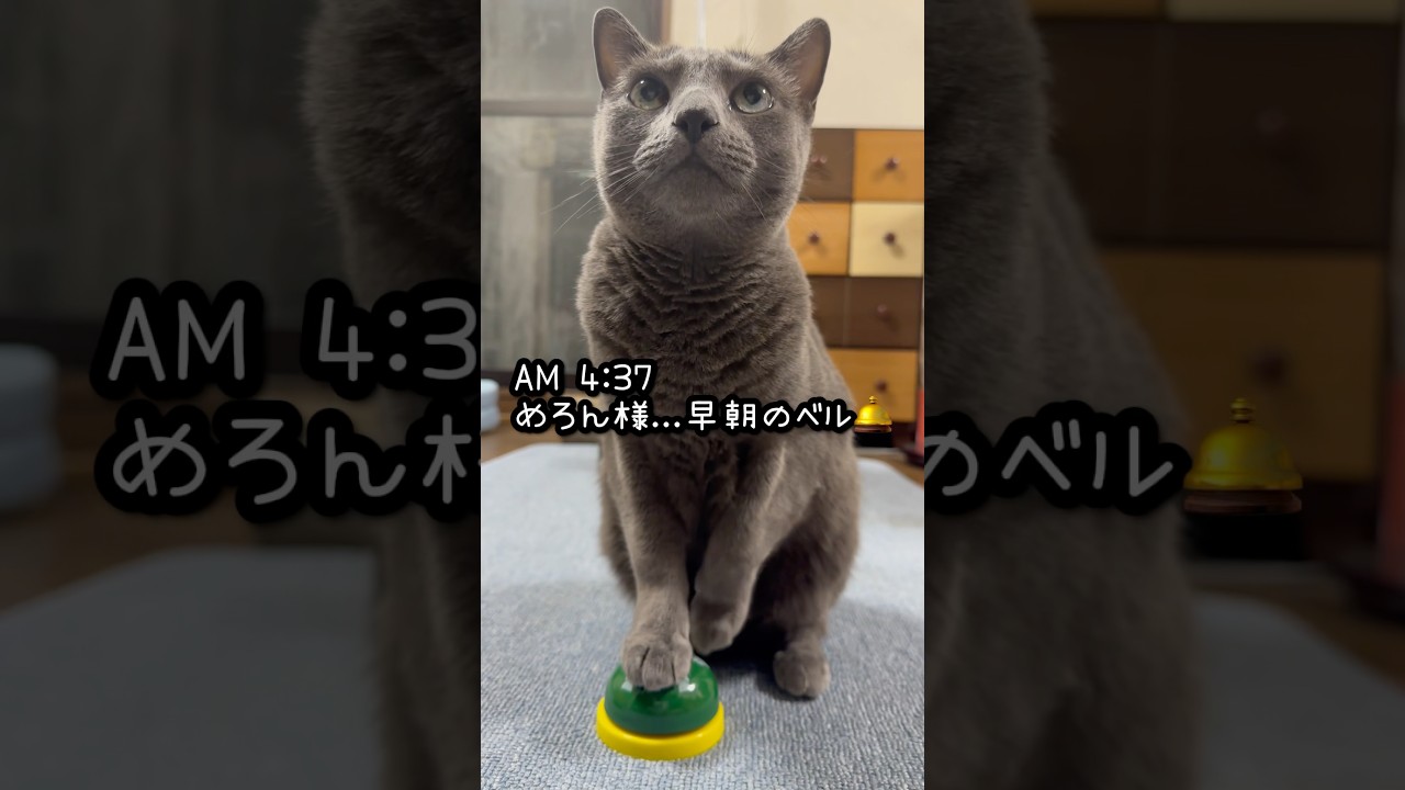 【ロシアンブルー】めろんは気遣いのある子なんです💗🤭【猫】#shorts