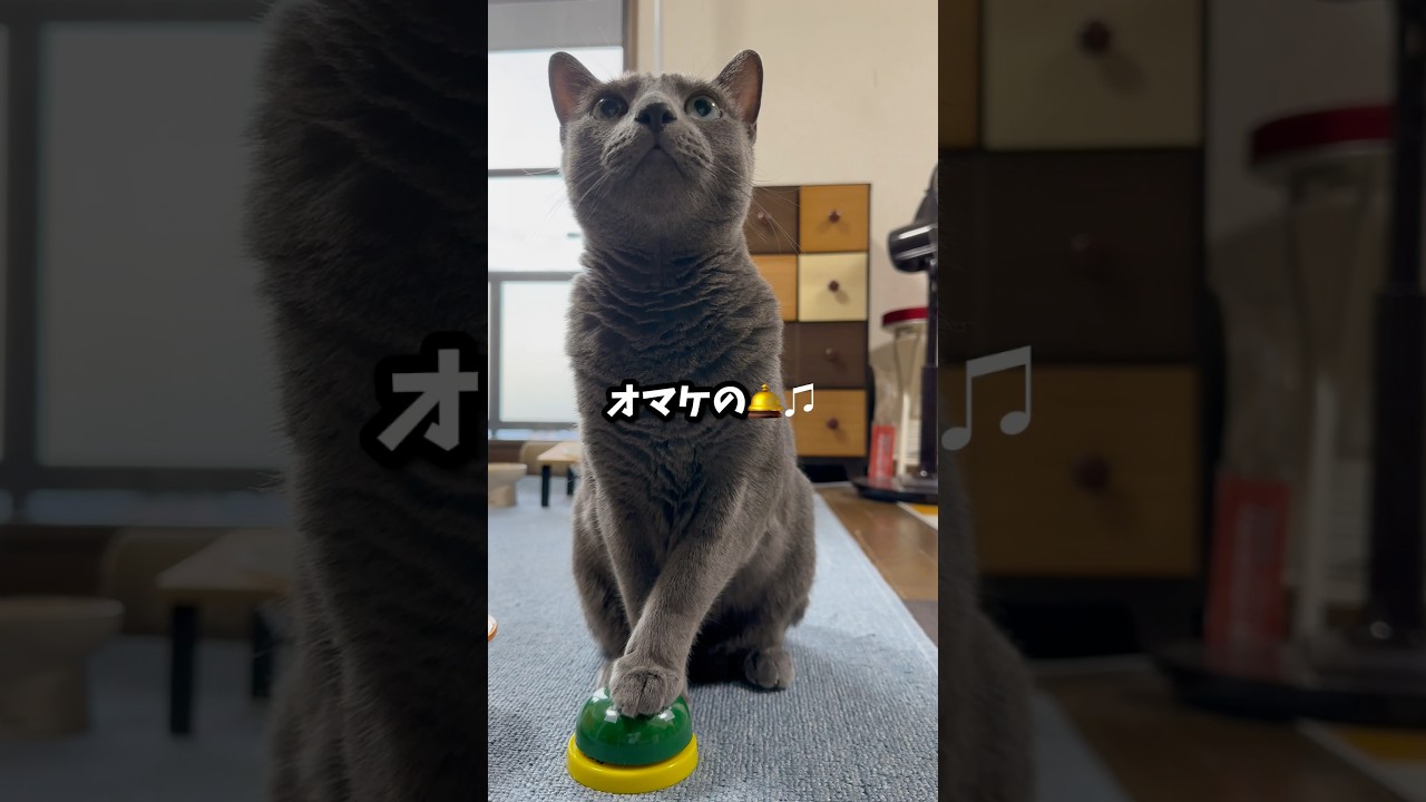 【ロシアンブルー】めろん〜今朝のベル🛎️🤗リズミカル♫🤭【猫】#shorts