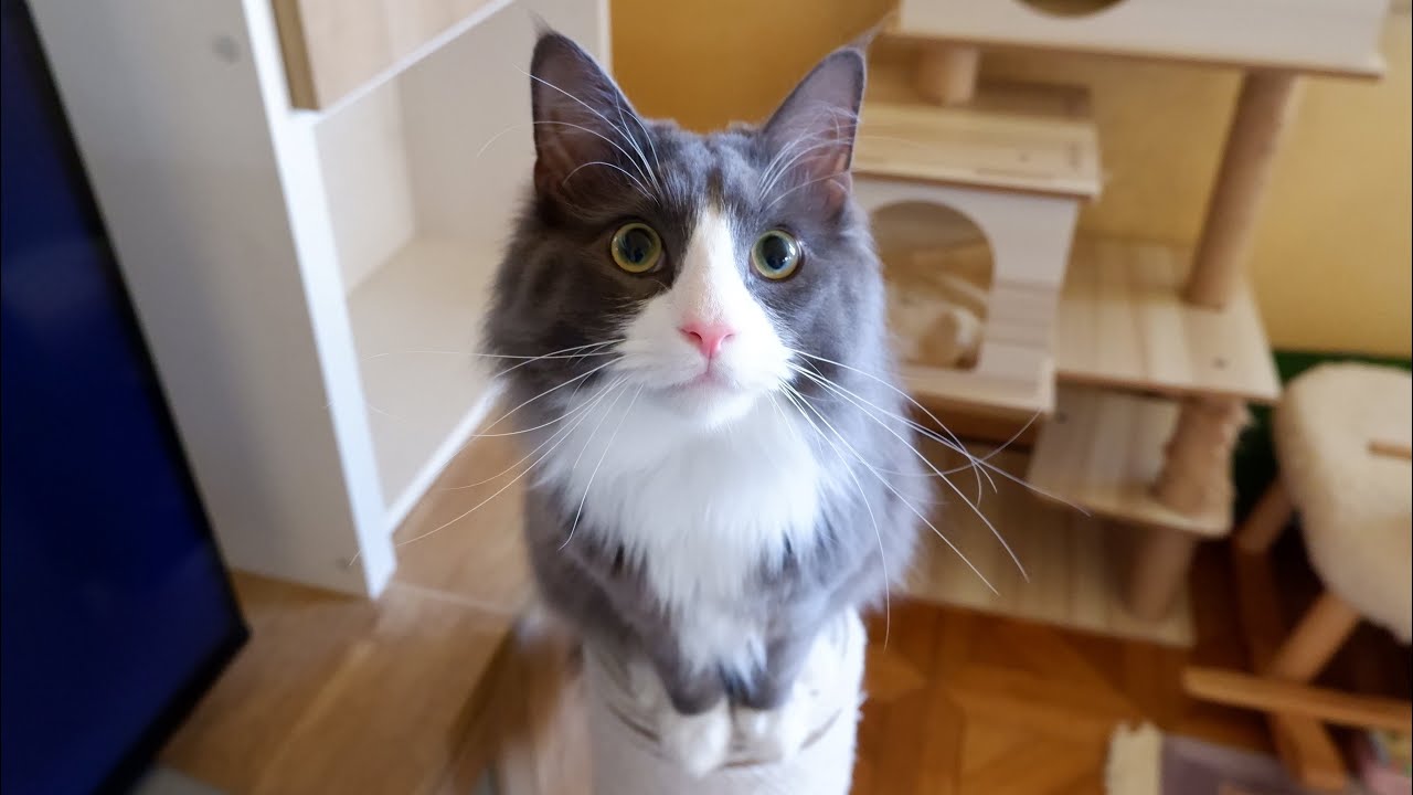 【賢いねぇ】ばあばが大興奮でアルと遊びますwww