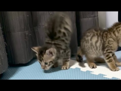 《癒し》独特な走り方？が激かわなベンガル子猫　#Shorts #短い動画 #ベンガル #子猫