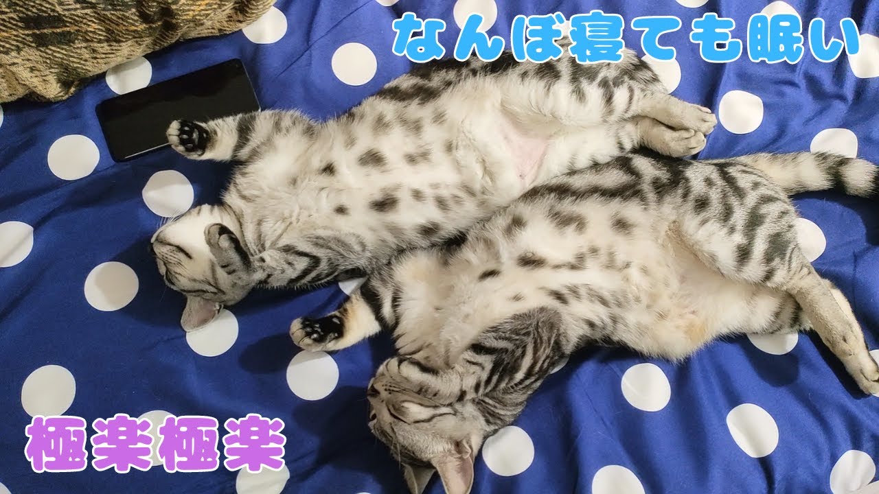すっかりリラックスしているアメリカンショートヘアーがこちら