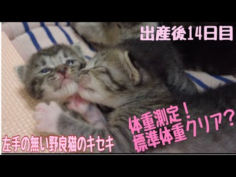 左手の無い野良猫シャムちゃんから生まれた子猫達の体重測定　シャムちゃんの威圧も怖い笑笑　標準体重はクリアしているのか？　子猫の目が開いたあー　#保護猫  #こねこ　#癒し