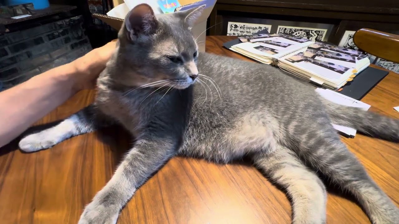 近くにやって来て..  おばあちゃん..  スマホを置いたままじゃダメだょ！と教え..  いつ散歩に出られるか気になる猫・・・