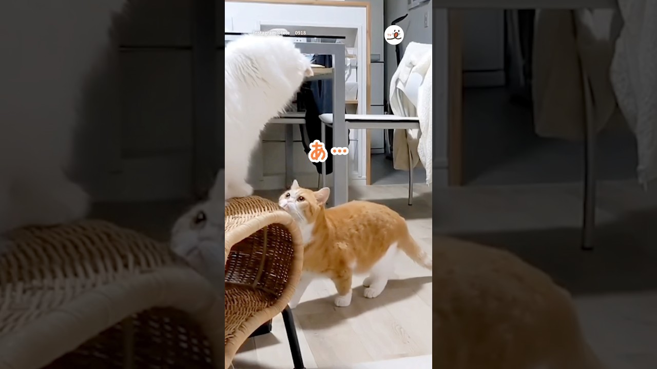 変なところを見られてしまった😅｜PECO #マンチカン #スコティッシュフォールド #猫 #愛猫家 #猫のいる暮らし #munchkin #scottishfold #cat #catlover