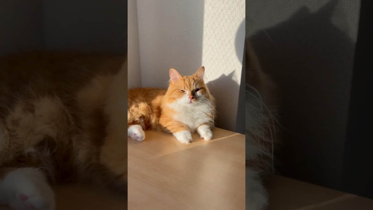 影が猫って良いですよね🥰 #shorts #猫 #マンチカン #短足マンチカン #cat #munchkin
