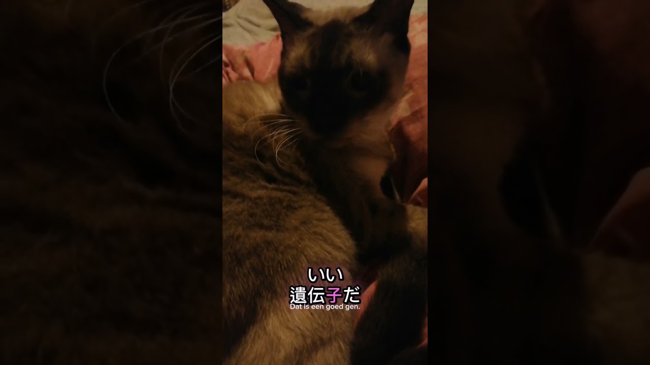 シャム猫#shorts #cat #猫#シャムミックス#15歳