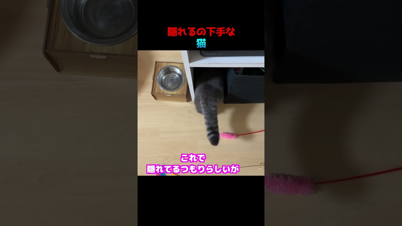 隠れるのが絶望的に下手な猫　#マンチカン