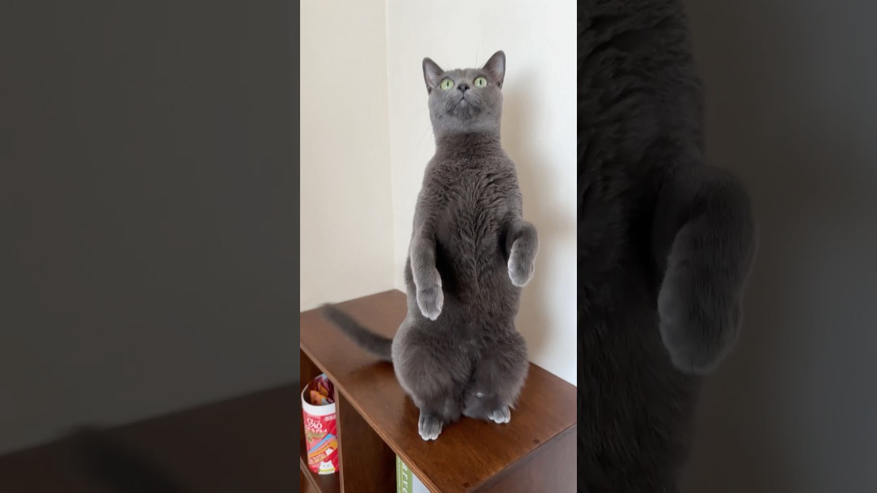 😼 #cat