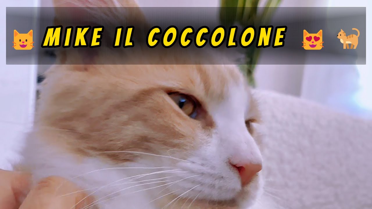 😺Mike il coccolone 😻🐈#mainecoonkitten #mainecooncat #mainecoon #mainecoonlife #shorts