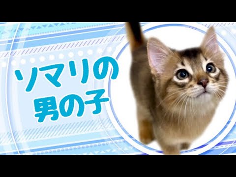 ソマリの子猫　（和歌山）