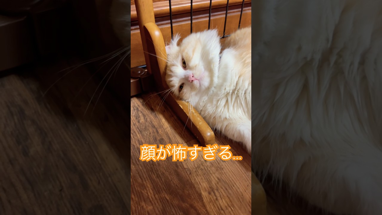 【キンカロー】ガンギマリ顔で爆睡毛玉【マンチカール】