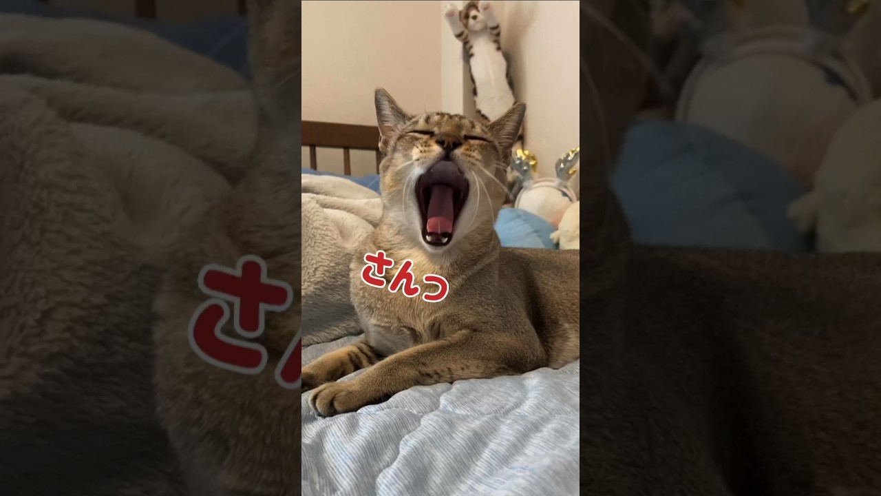 【猫動画】猫の１日の生活も色々大変なようです。#猫 #シンガプーラ #shorts