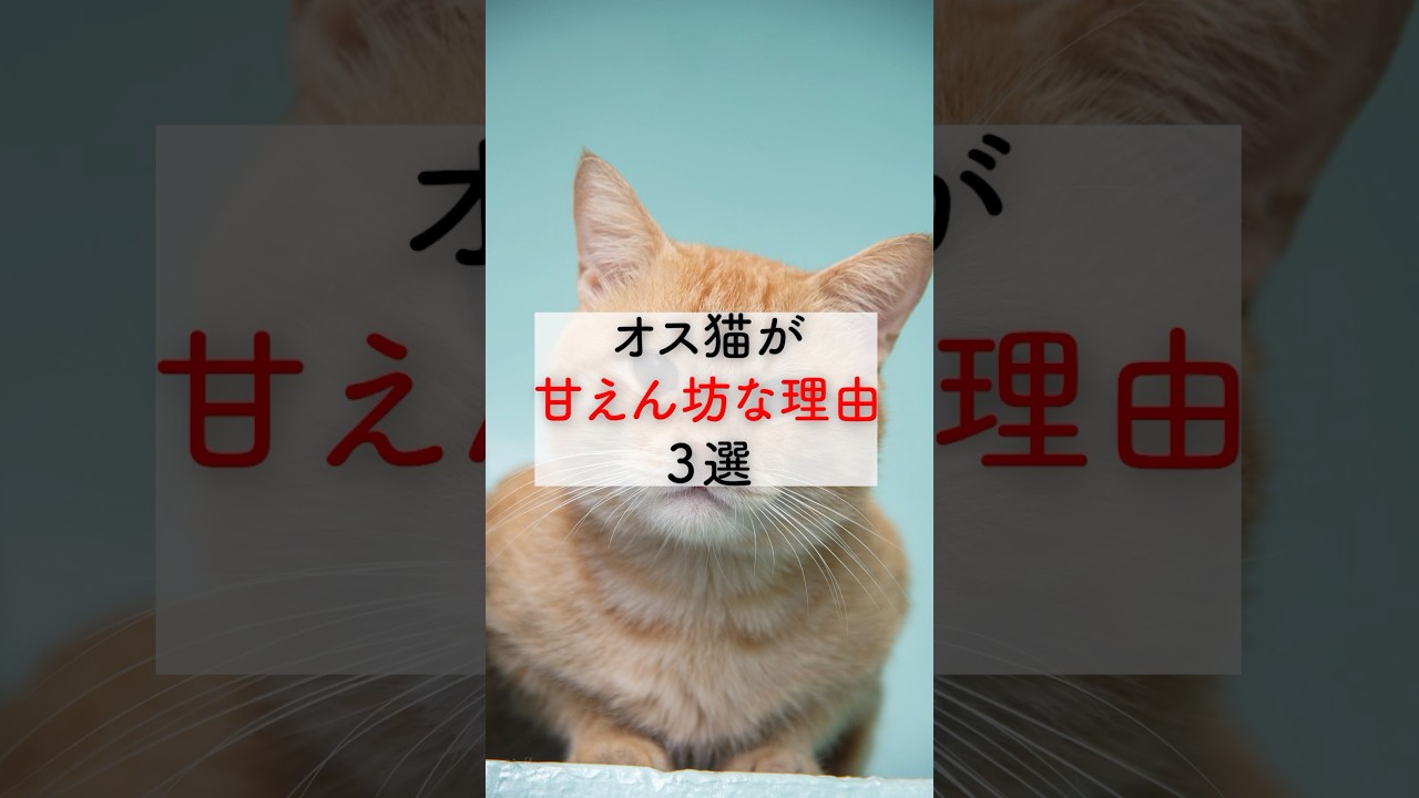 オス猫が【甘えん坊な理由】3選 #猫 #雑学 #豆知識 #うんちく #トリビア #1分雑学