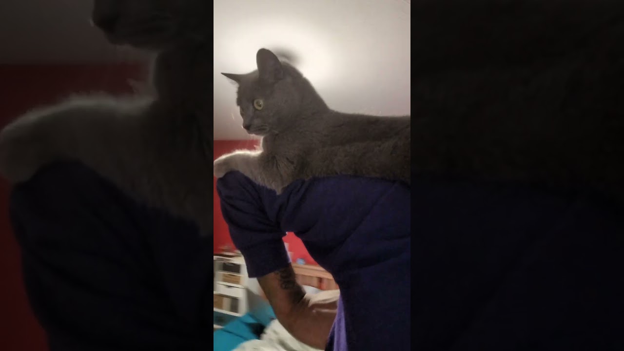 Cute Cat #cutecat #shorts  #catsbella #cuteanimal