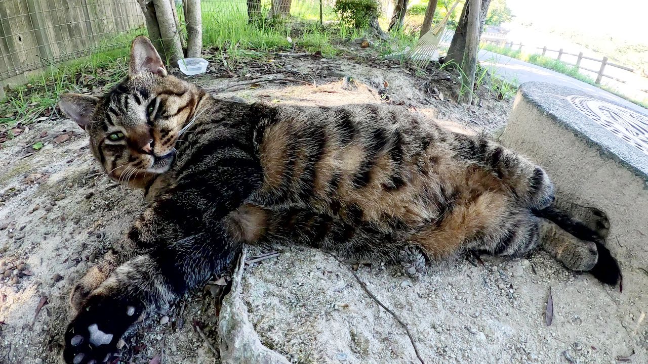 いつも心配になるくらい爆睡しているキジトラ猫ちゃん