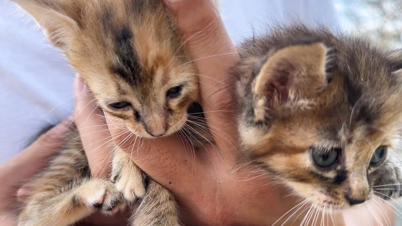 柴犬の背中にダイブする子猫と甘えたさんに変身した子猫が1歳のお誕生日です