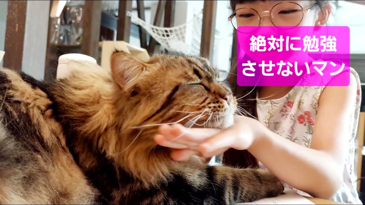 絶対に勉強させないマンに誘われて、まったく勉強にならない娘…　#リオン #サイベリアン