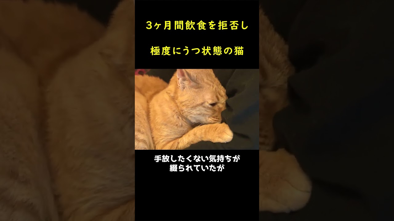 飲食を拒み、亡き飼い主を待ち続けた茶トラ！！